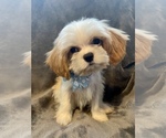 Small Photo #2 Cav-A-Malt Puppy For Sale in OCKLAWAHA, FL, USA