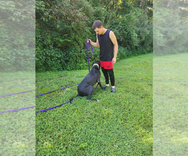 Medium Photo #4 Great Dane Puppy For Sale in Bullard, TX, USA