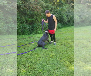 Dante - Male Great Dane Dog for Adoption - Photo #4