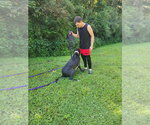 Small Photo #4 Great Dane Puppy For Sale in Bullard, TX, USA