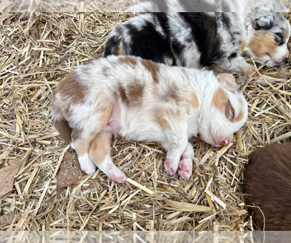 Medium Photo #27 Australian Shepherd Puppy For Sale in SMITHS GROVE, KY, USA