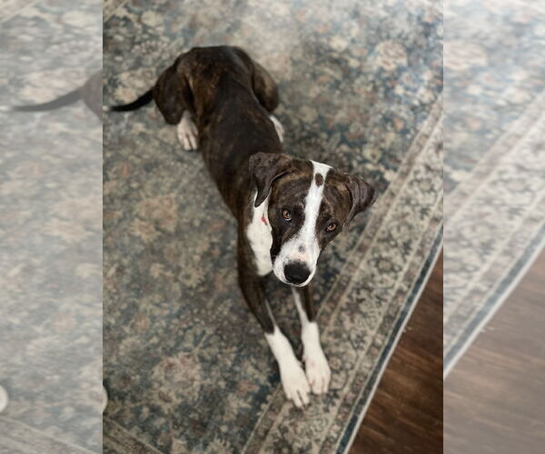 Medium Photo #1 Boxer-Unknown Mix Puppy For Sale in Plainfield, IL, USA