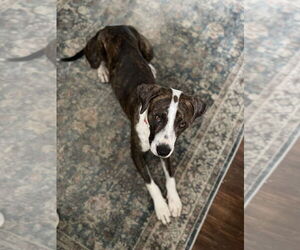 Boxer-Unknown Mix Dogs for adoption in Plainfield, IL, USA