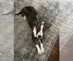 Small Boxer Mix