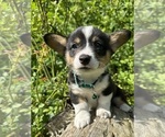 Small Photo #47 Pembroke Welsh Corgi Puppy For Sale in PERKINSVILLE, VT, USA