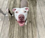 Small #34 American Pit Bull Terrier Mix