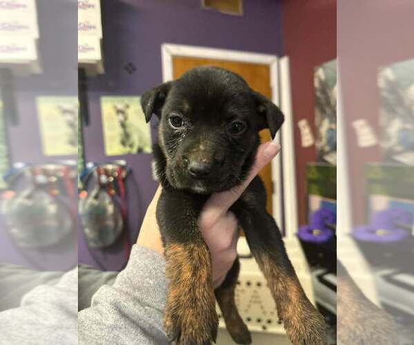 Medium Photo #3 Mutt Puppy For Sale in Evansville, IN, USA