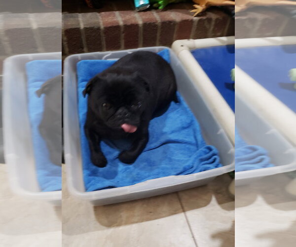 Medium Photo #2 Pug Puppy For Sale in Elizabeth City, NC, USA