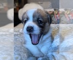 Small #20 Pembroke Welsh Corgi