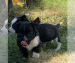 Small #12 --Border Collie Mix