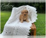 Small Photo #2 Poodle (Toy) Puppy For Sale in NIANGUA, MO, USA