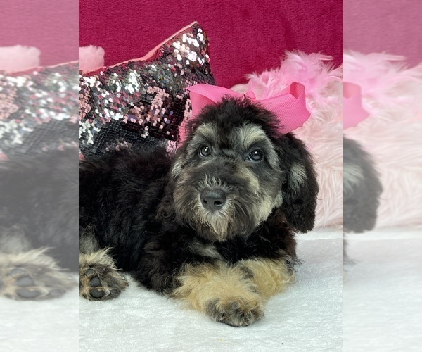Medium Photo #11 Miniature Bernedoodle Puppy For Sale in BULLARD, TX, USA