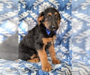 Shepadoodle Puppy for sale in LANCASTER, PA, USA