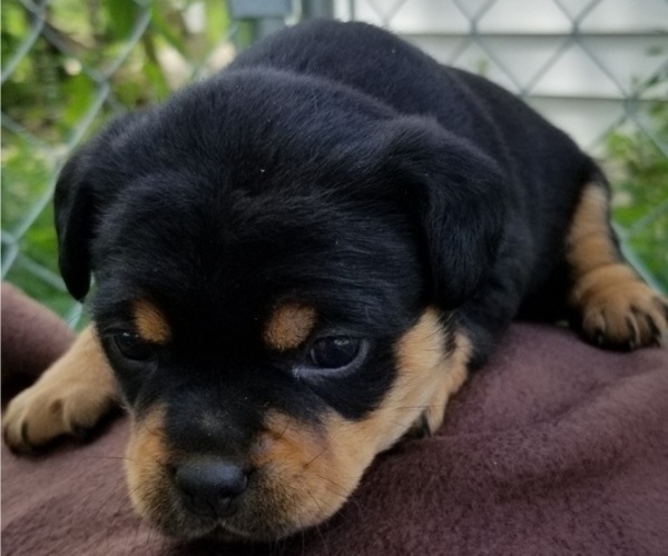 carlin pinscher for sale