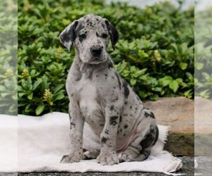 Great Dane Puppy for Sale in LITITZ, Pennsylvania USA