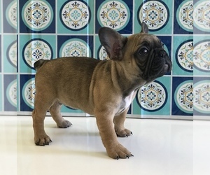 French Bulldog Puppy for sale in MIAMI, FL, USA