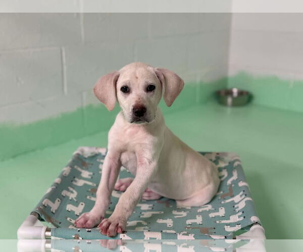 Medium Photo #7 Anatolian Shepherd-Labrador Retriever Mix Puppy For Sale in Higley, AZ, USA