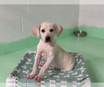 Small #6 Anatolian Shepherd-Labrador Retriever Mix