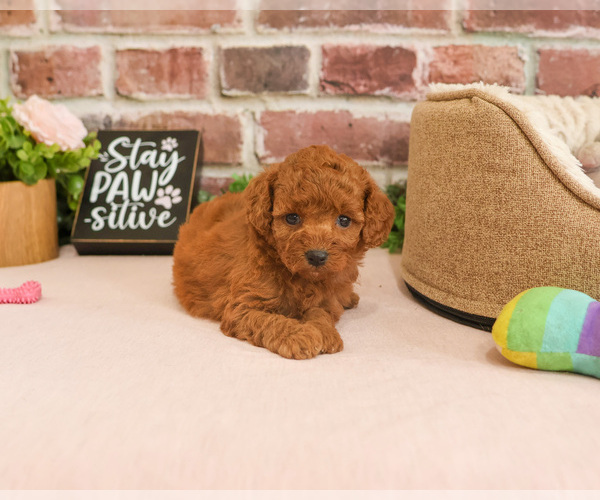 Medium Photo #2 Cavapoo (Miniature) Puppy For Sale in SYRACUSE, IN, USA