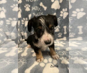 Mutt Dogs for adoption in Colorado Springs, CO, USA