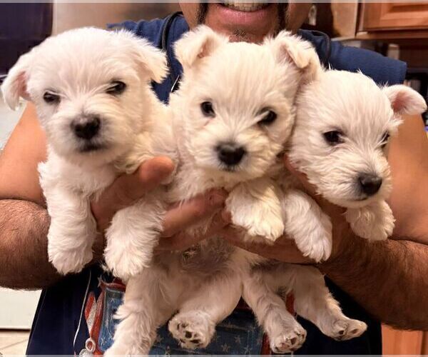Medium Photo #4 West Highland White Terrier Puppy For Sale in PHOENIX, AZ, USA