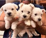 Small Photo #4 West Highland White Terrier Puppy For Sale in PHOENIX, AZ, USA