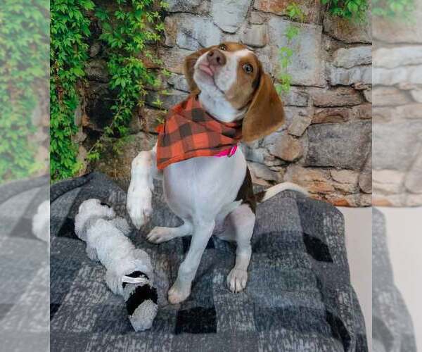 Medium Photo #5 Mutt Puppy For Sale in Kennesaw, GA, USA