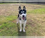 Small Siberian Husky