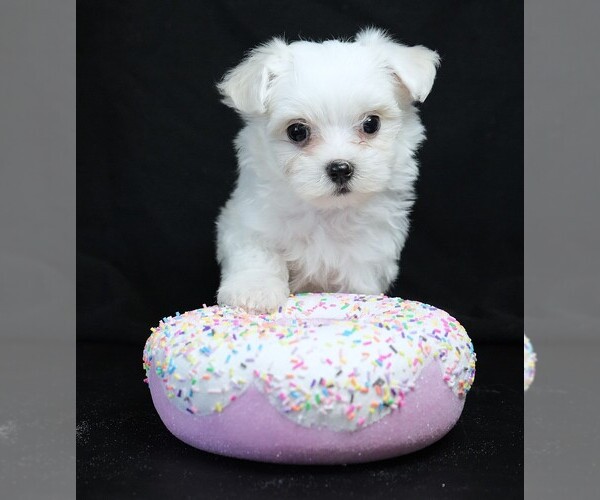 Medium Photo #2 Maltese Puppy For Sale in ROCK VALLEY, IA, USA