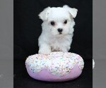 Small #1 Maltese