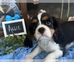 Small #1 Cavalier King Charles Spaniel