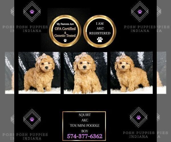 Medium Photo #1 Poodle (Toy) Puppy For Sale in WARSAW, IN, USA