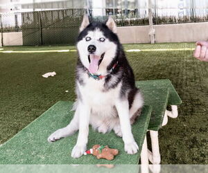 Siberian Husky Dogs for adoption in Pasadena, CA, USA