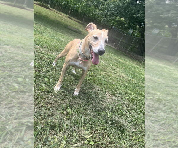 Medium Photo #16 Greyhound-Labrador Retriever Mix Puppy For Sale in Osgood, IN, USA