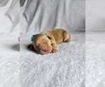 Image preview for Ad Listing. Nickname: Hank