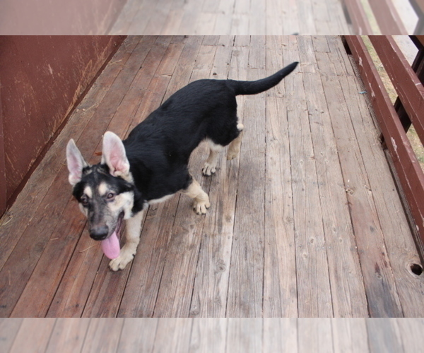 Medium Photo #12 German Shepherd Dog Puppy For Sale in PINE MOUNTAIN CLUB, CA, USA
