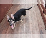 Small Photo #12 German Shepherd Dog Puppy For Sale in PINE MOUNTAIN CLUB, CA, USA