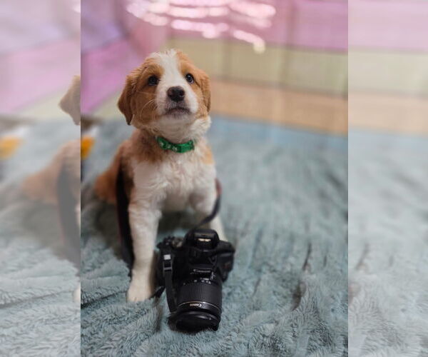 Medium Photo #2 Mountain Cur-Unknown Mix Puppy For Sale in New London, WI, USA