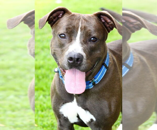 Medium Photo #7 American Pit Bull Terrier-Unknown Mix Puppy For Sale in Evansville, IN, USA
