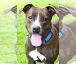 Small #6 American Pit Bull Terrier Mix