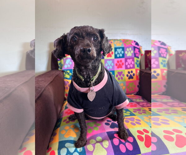 Medium Photo #3 Poodle (Miniature) Puppy For Sale in Pacolet, SC, USA