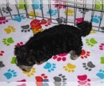 Small #9 Morkie