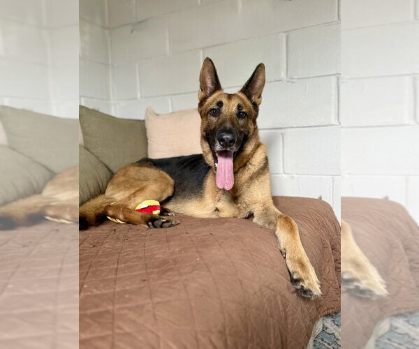 Medium Photo #6 German Shepherd Dog Puppy For Sale in San Leon, TX, USA