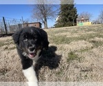 Small Photo #10 Australian Shepherd Puppy For Sale in MOUNT PULASKI, IL, USA