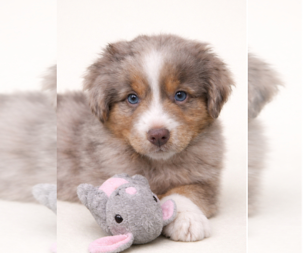 Medium Photo #1 Miniature Australian Shepherd Puppy For Sale in HILLSBORO, TX, USA