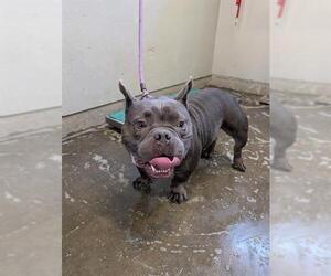 French Bulldog-Unknown Mix Dogs for adoption in Camarillo, CA, USA