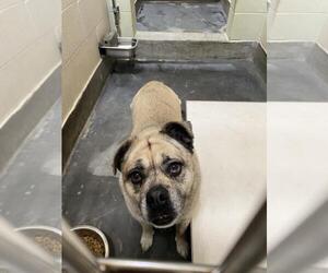 Pug-Unknown Mix Dogs for adoption in Upland, CA, USA