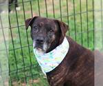Small American Staffordshire Terrier Mix