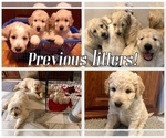 Small Photo #9 Goldendoodle Puppy For Sale in BATON ROUGE, LA, USA