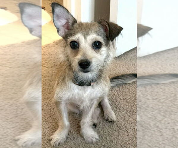 Medium Photo #1 Rat Terrier-Unknown Mix Puppy For Sale in Oak Bluffs, MA, USA